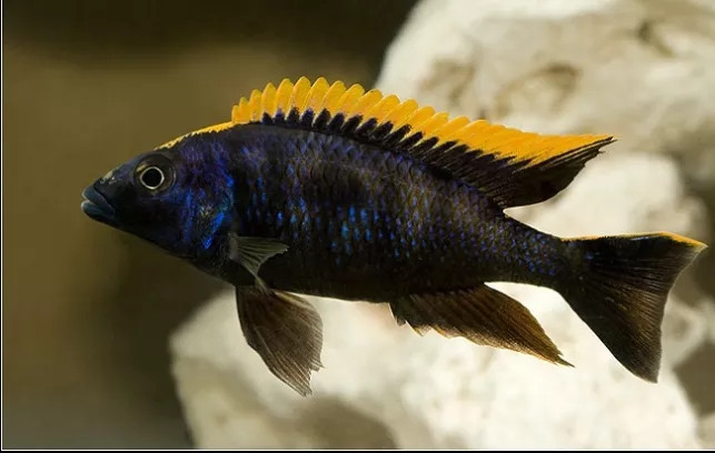 Otopharynx lithobates black Orange